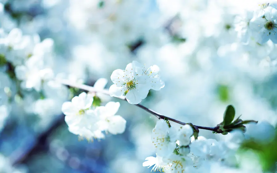 Stock photo and stock image with quality of beautiful spring blossoms
