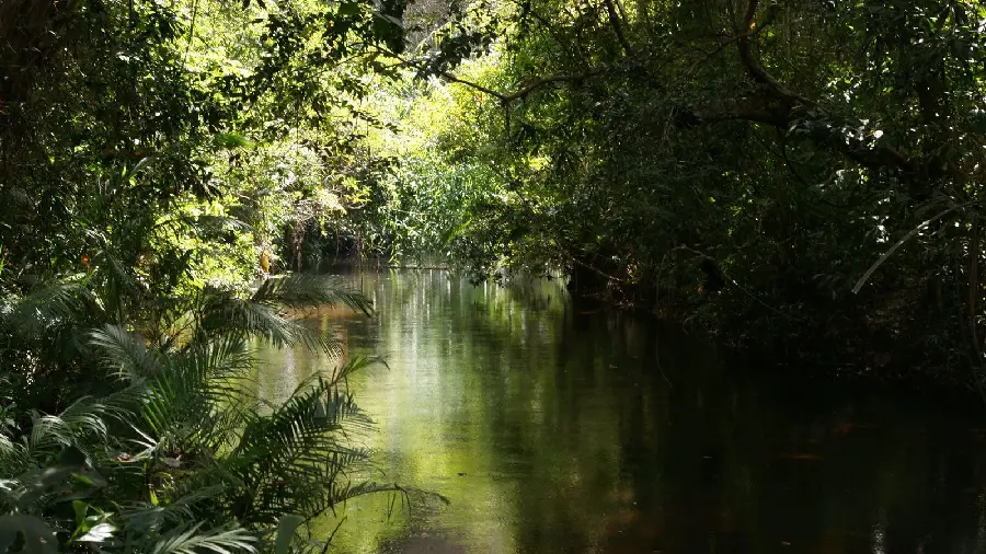 High-quality profile photo of a river in the forest for nature lovers