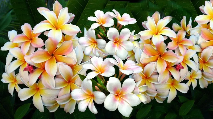 Free download of a dense plumeria flower branch in 8k quality