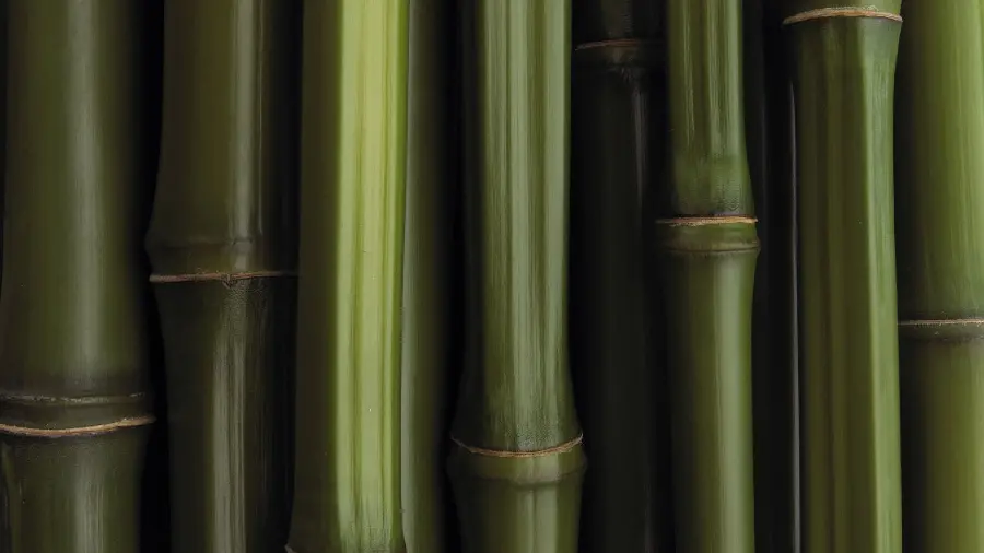 Best full hd computer background with a green bamboo tree stem design
