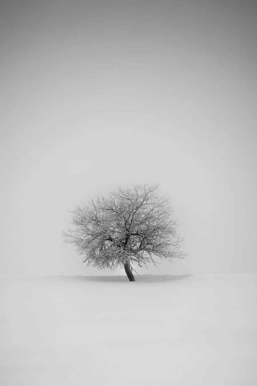 White abstract background and background of a single tree for iPhone and Samsung phones