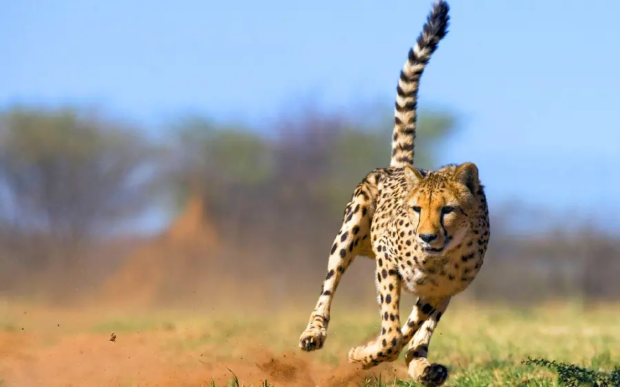 Windows 11 wallpaper of the famous feline cheetah