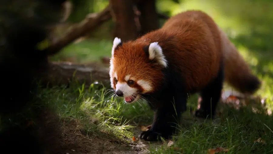 Japanese Red Panda Image Very Similar to Baby Foxes