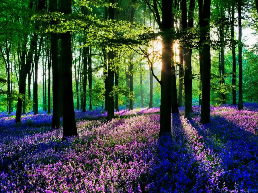 Photo of a forest full of purple flowers wildflower nature landscape