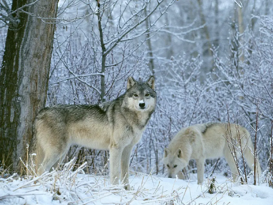 Two gray wolves in winter 4k