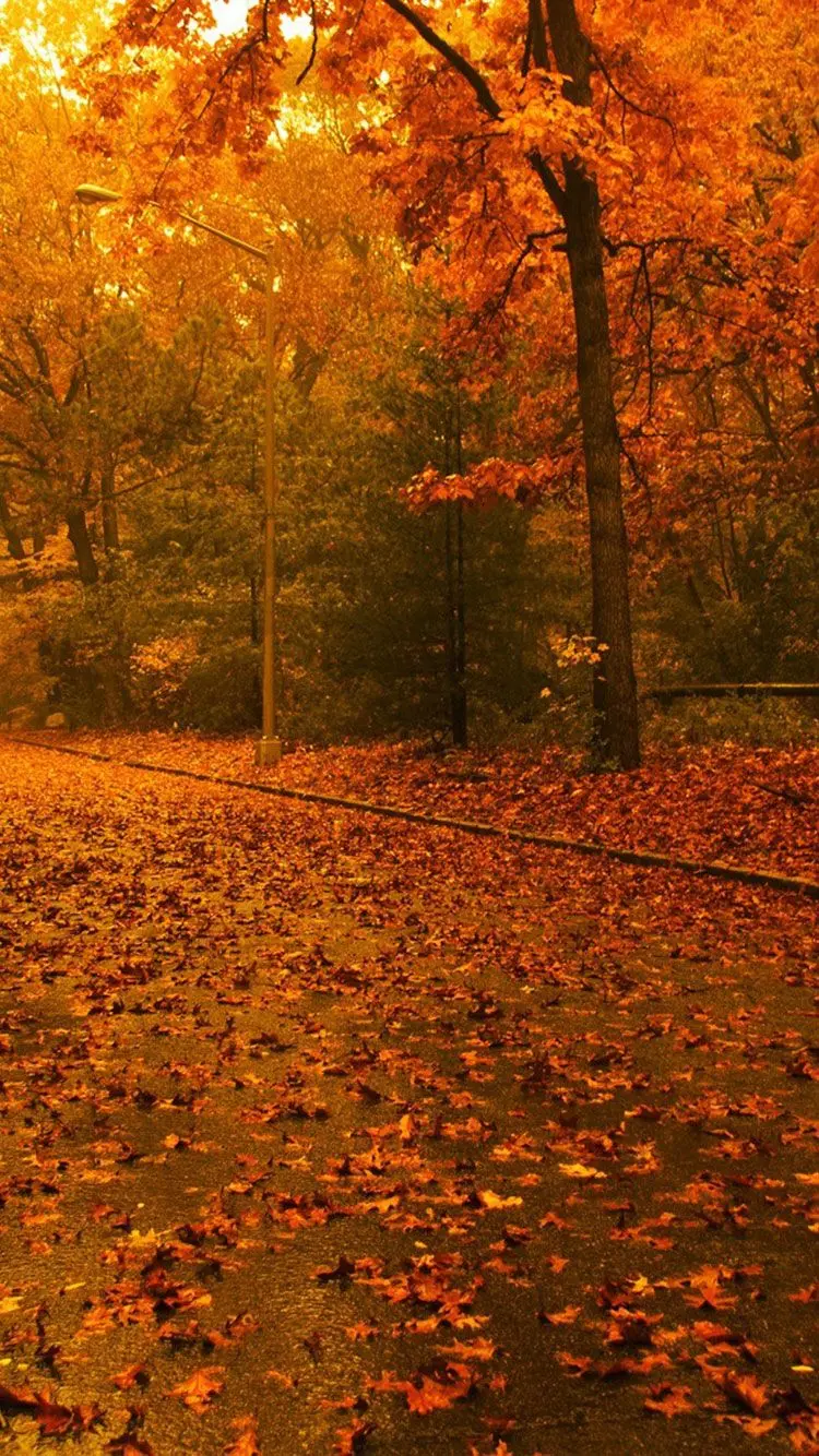 Autumn Wallpaper for Mobile