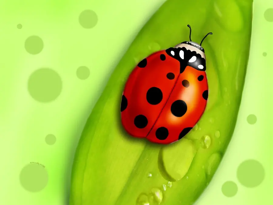 Ladybug HD Wallpaper