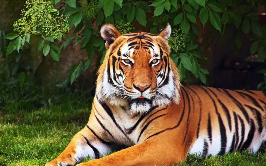 Full HD Indian Tiger Wallpaper