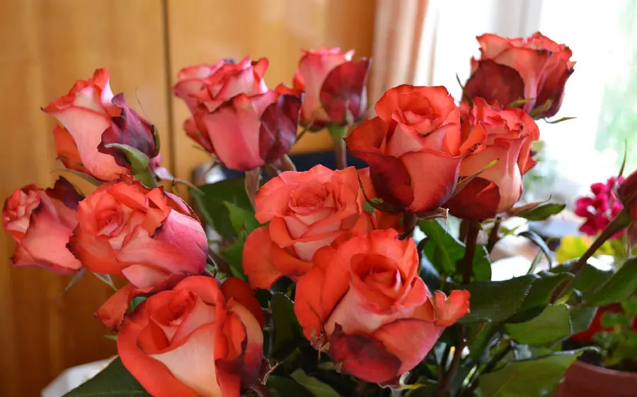 Beautiful and romantic red rose branch wallpaper for profile