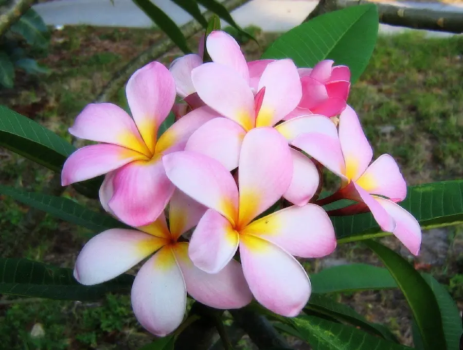 4K Image of White Pink Plumeria Flowers for Story