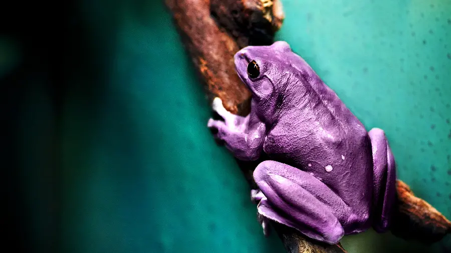 Photo of a beautiful purple frog