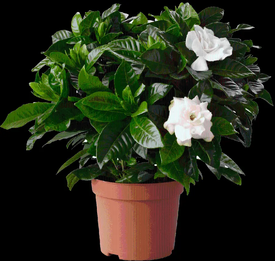 Large Leaf Houseplants PNG