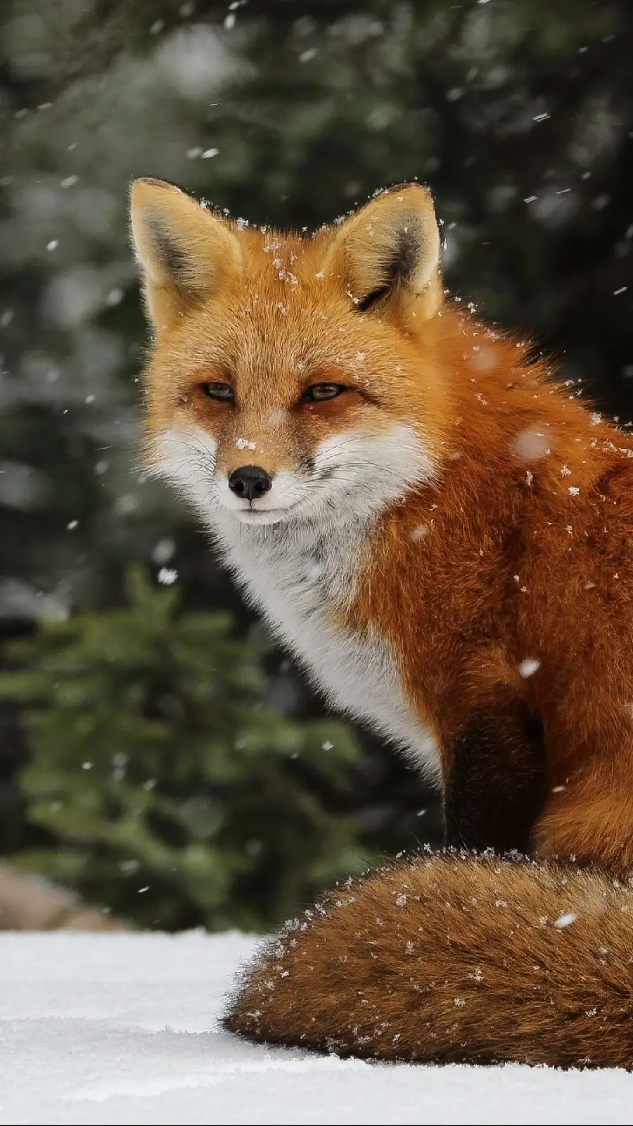 Brown fox background in the forest