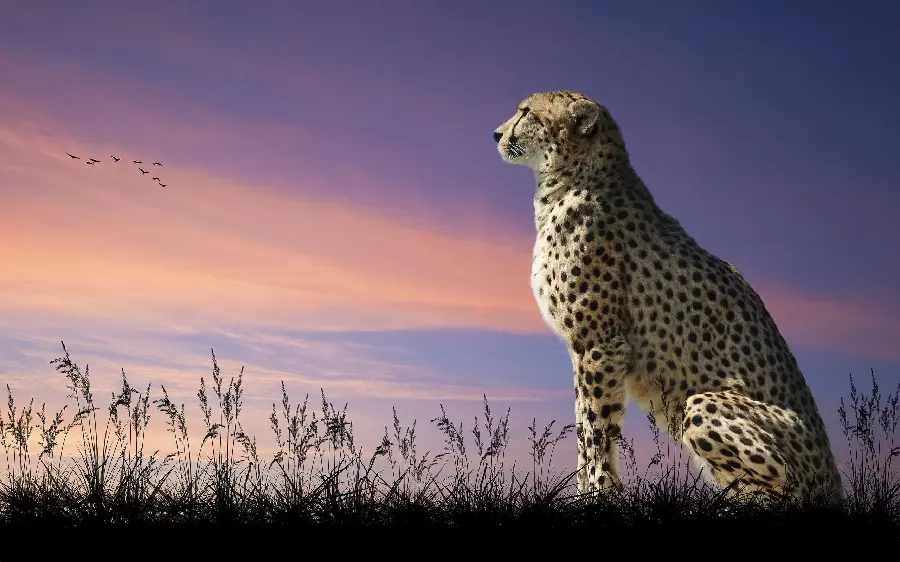 Unique wallpaper of wild cheetah in 4k quality