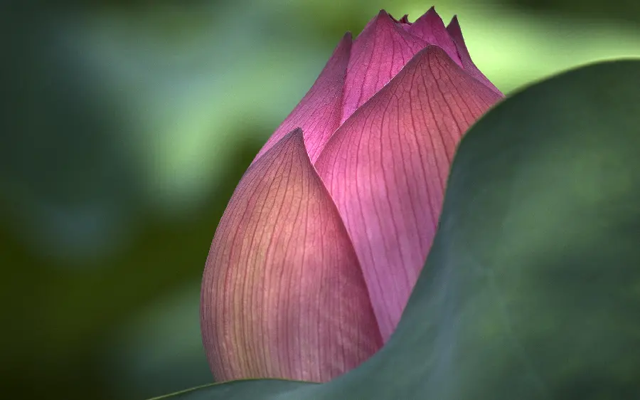 Download flower photos for emotional people's profiles
