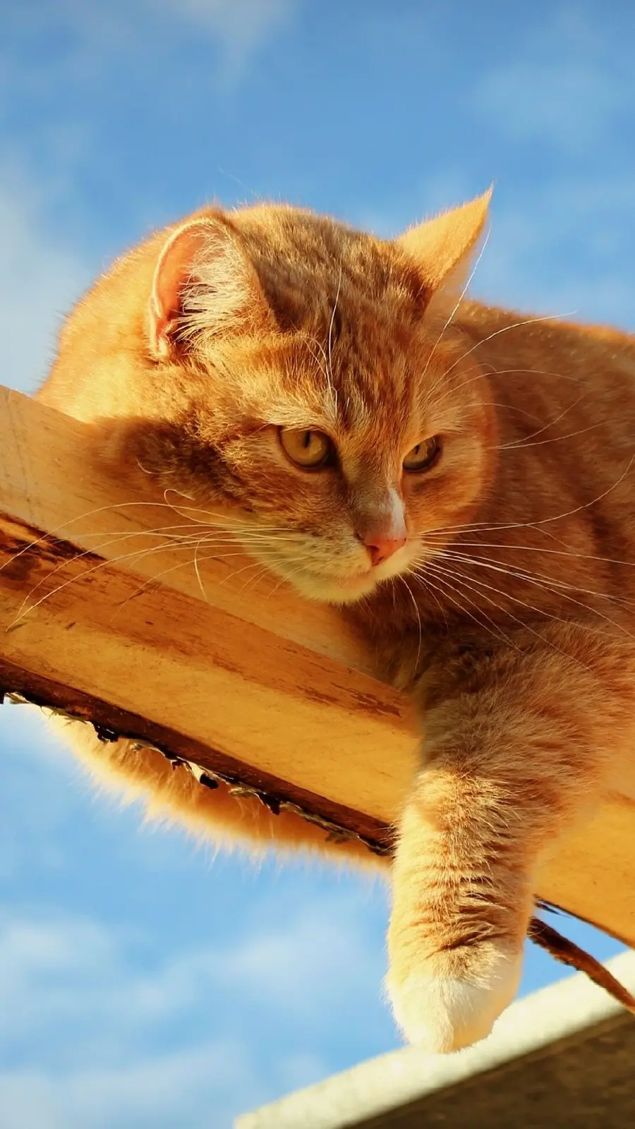 Best Beautiful Orange Cat Photo with Sky Background