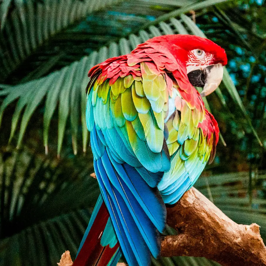 Awesome 8K resolution of a macaw parrot with beautiful wings from the back angle