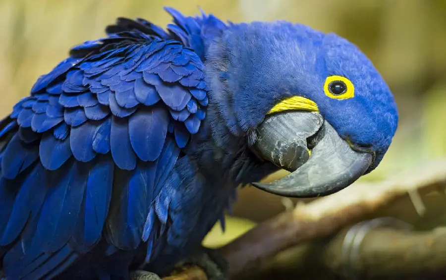 Beautiful Blue Macaw with Beautiful Yellow Eyes Wallpaper 2023