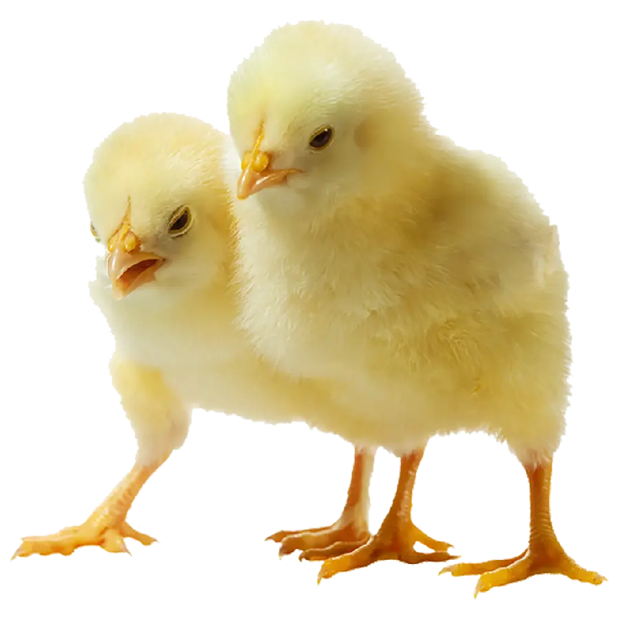  Free backgroundless photos of colored chicks in png format