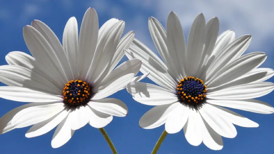 Beautiful white flower photo for mobile background