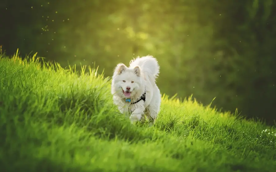 8k image of a cute white dog with a beautiful tail in lush nature