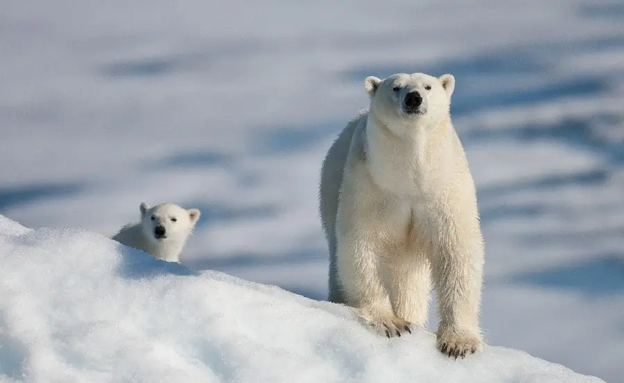 A brilliant and interesting view of two polar bears in the snow with special HD quality