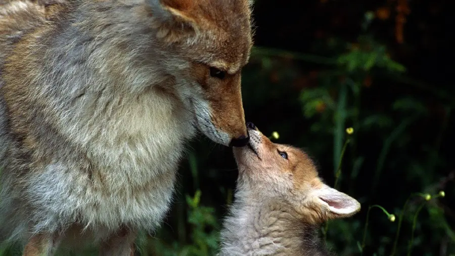 Dream photo of a fox and her little cub for printing on a board 1402