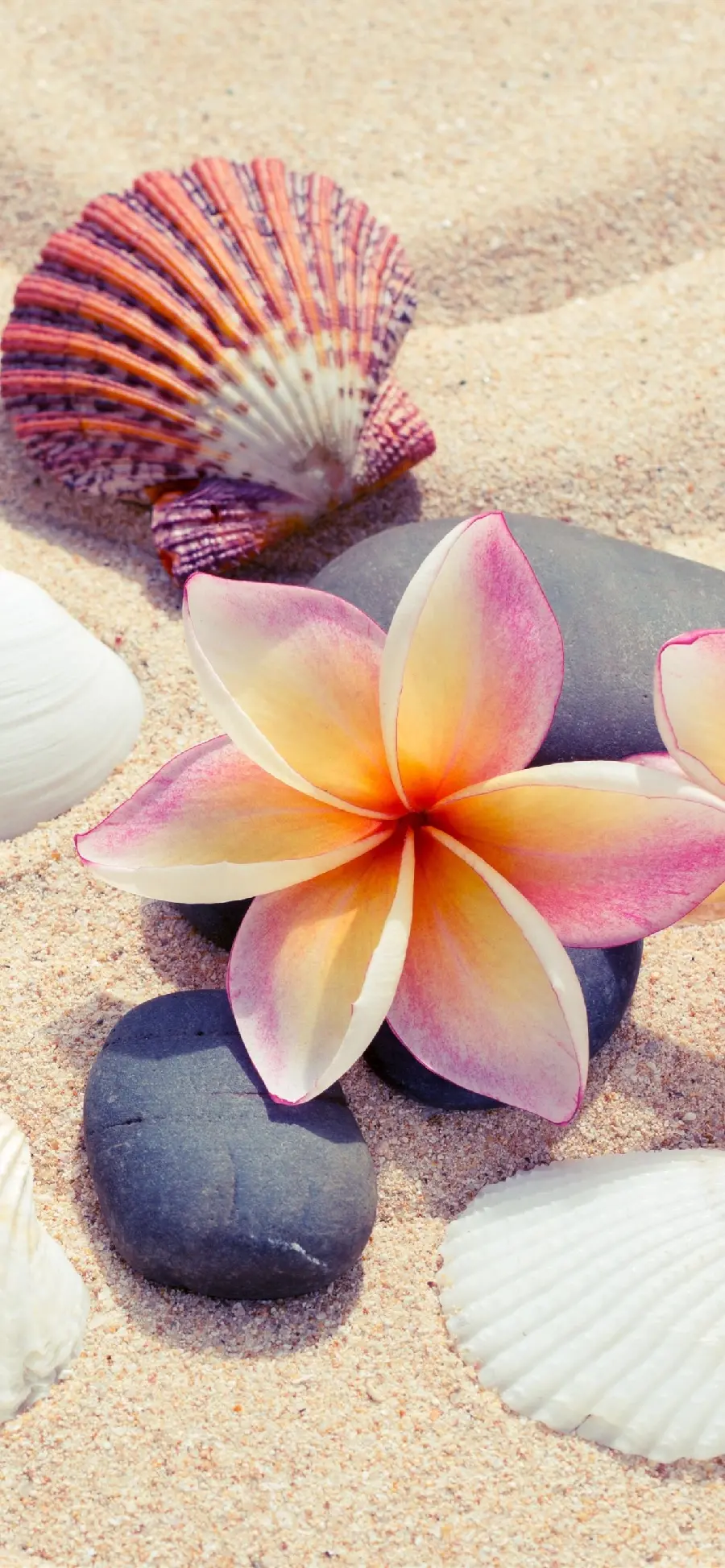 Download the best artistic photo of Plumeria flower on the sandy beach of the sea