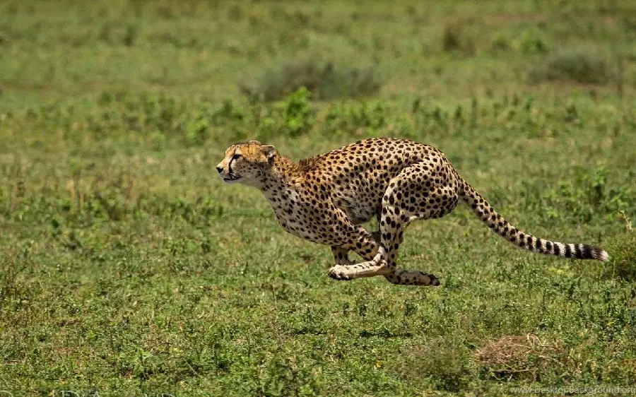 Download photo of a running cheetah in 4k quality