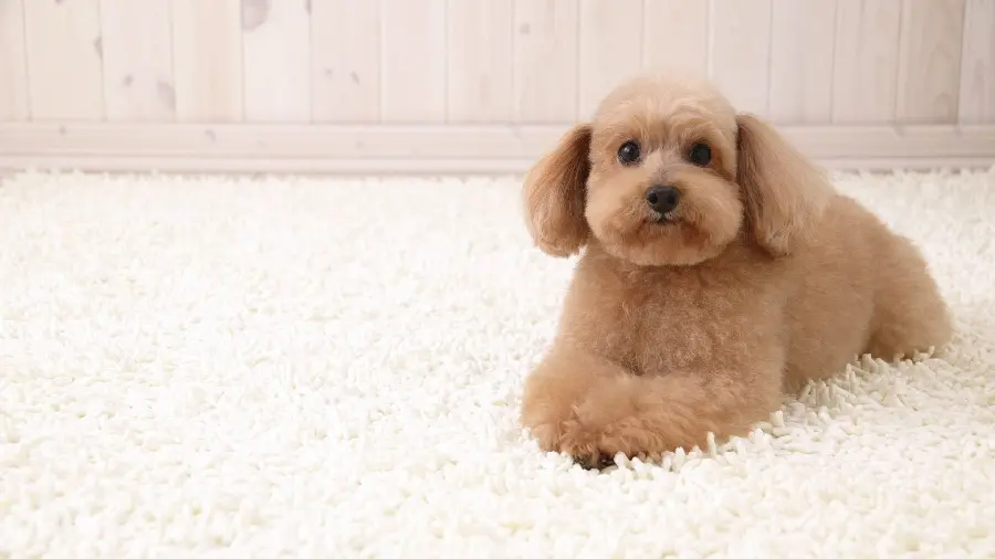 Funny and popular photo of a brown furry dog ​​for a profile