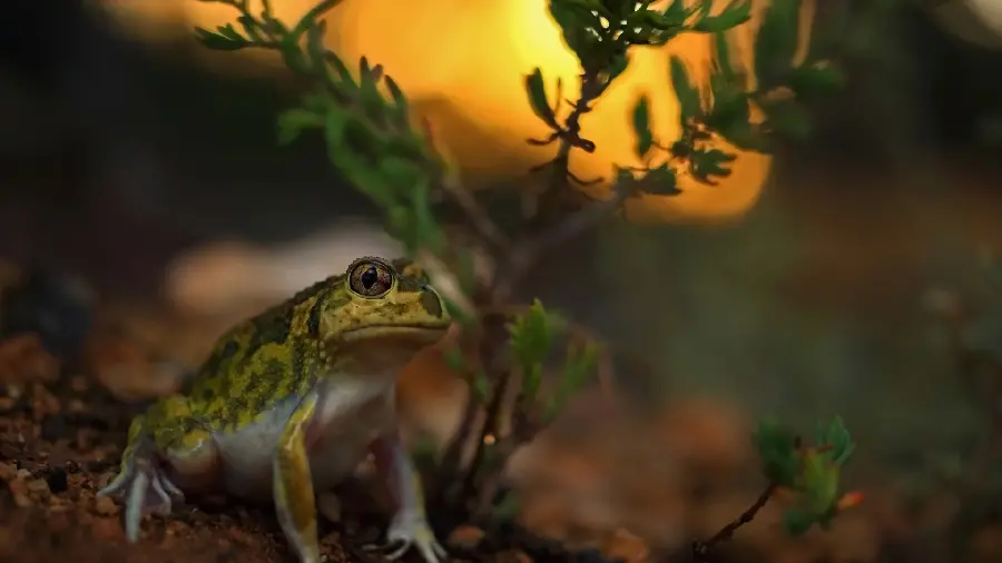 Download High Quality Frog Stock Photo and Image for Free
