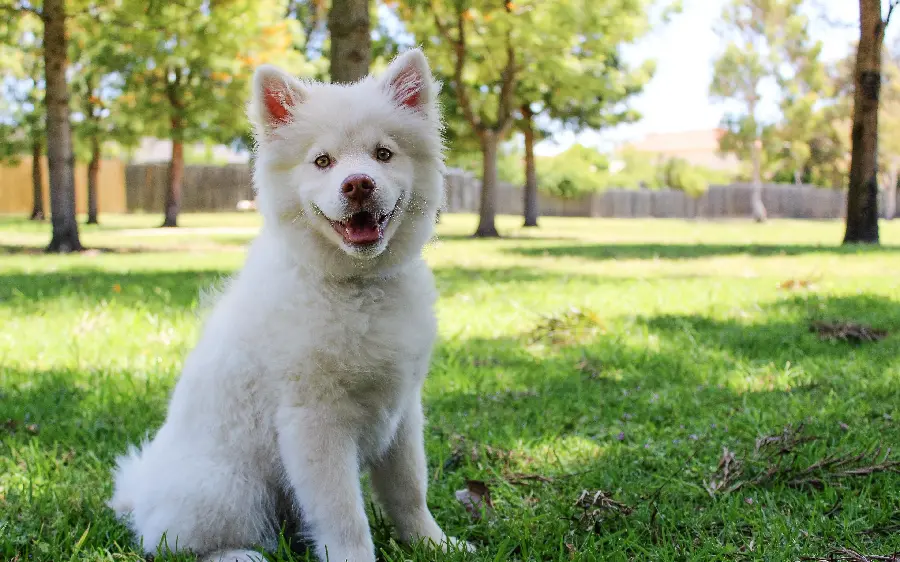 Beautiful big white dog background for Windows 11