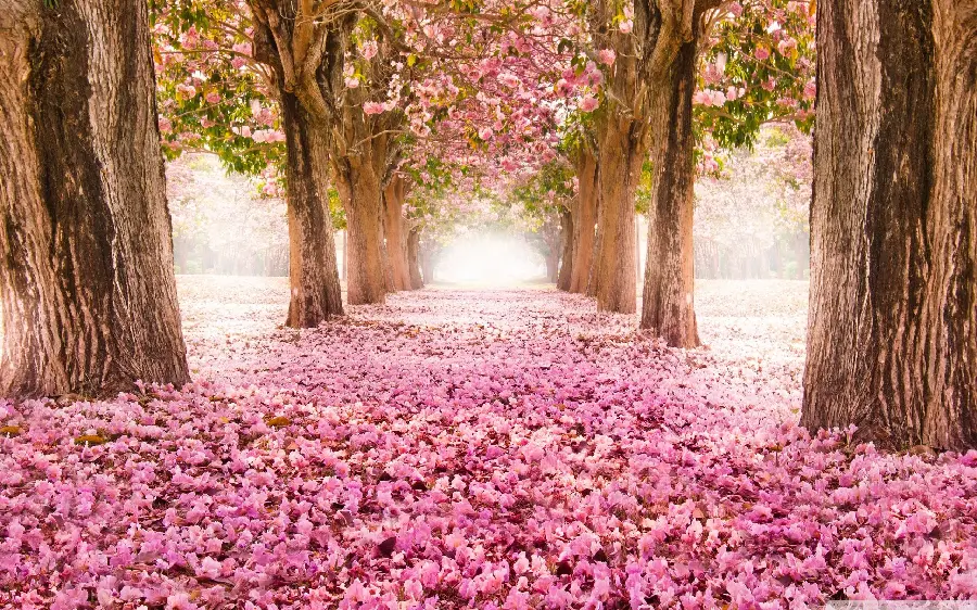 Cute and Beautiful Girly Picture with a Cute Pink Plant Tunnel Design