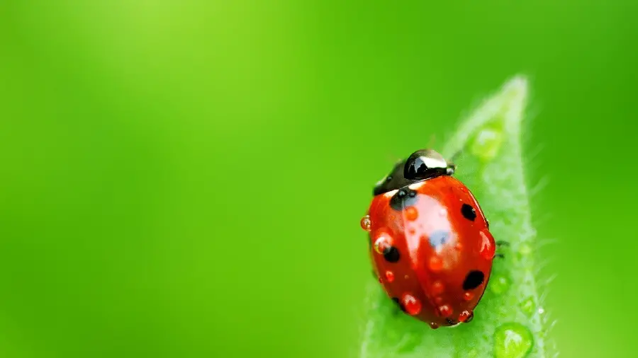 HD wallpaper of ladybug