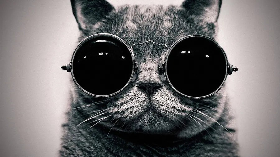 Black and white image of a cool cat with glasses for computer wallpaper