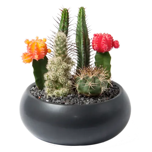 Beautiful potted cactus houseplant photo PNG