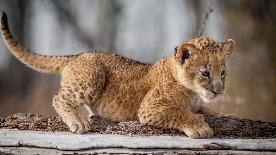Beautiful and lovely leopard cub photo playing for 4k wallpaper