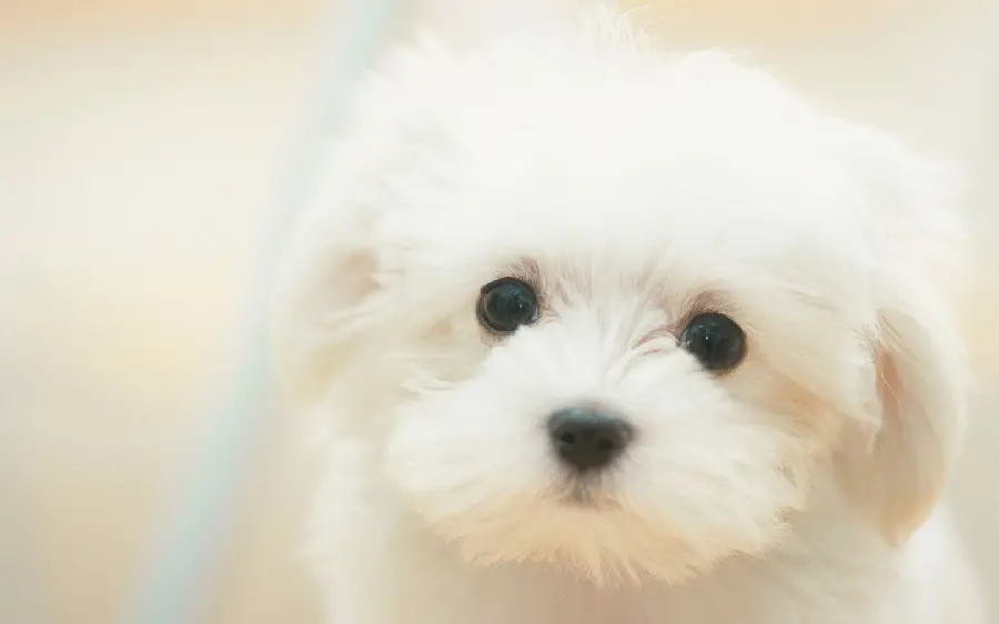 Cute laptop background with a small white dog