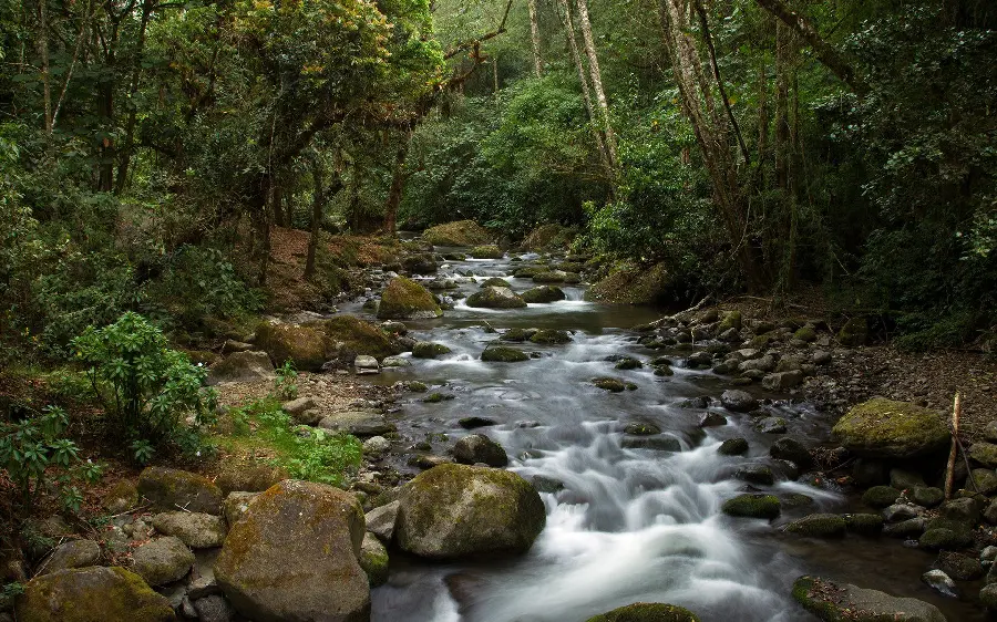 Energetic image of a rocky river in the forest Good weather 