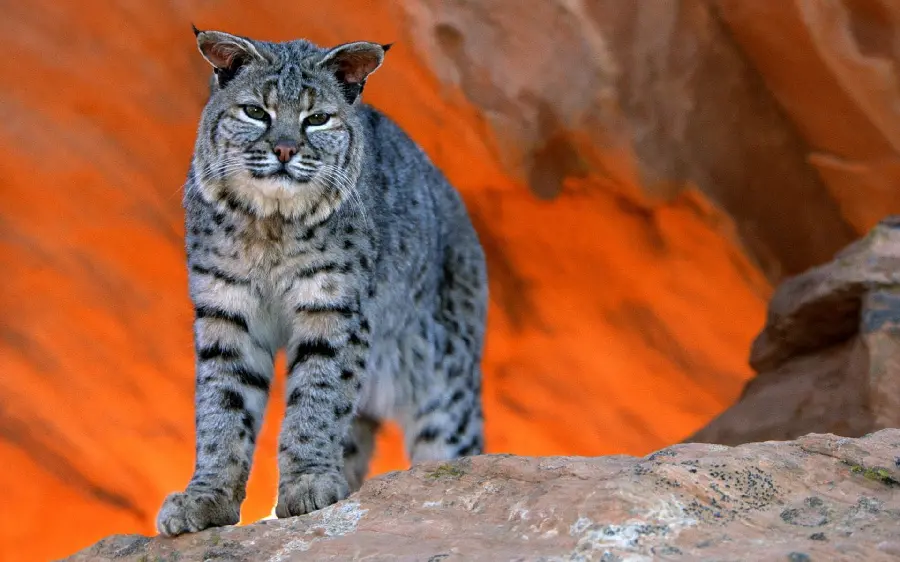 Photo of a dangerous wild cat