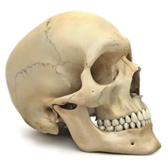 Download PNG file of white human skull from a profile angle