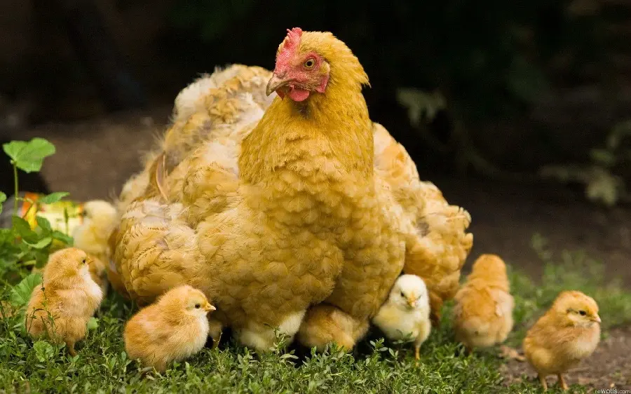 Lovely picture of little chicks under the hen's feathers