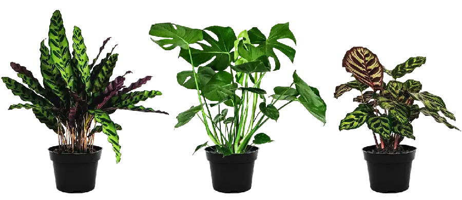 Houseplants Fig Leaves Photos PNG