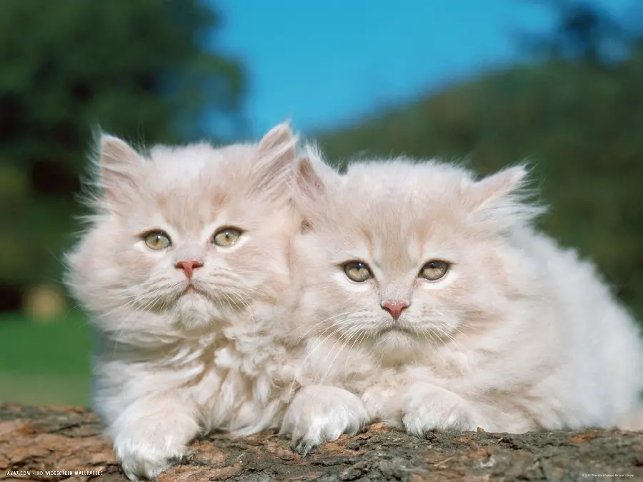 Photo of two beautiful marble-eyed Persian cats in HD quality