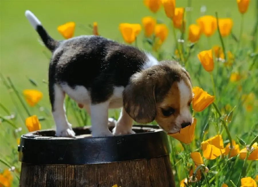 8k wallpaper of a googly dog ​​next to orange spring flowers