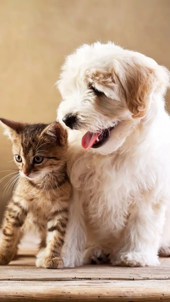 Download Cute Profile of a Dog and a Cat Together for Telegram