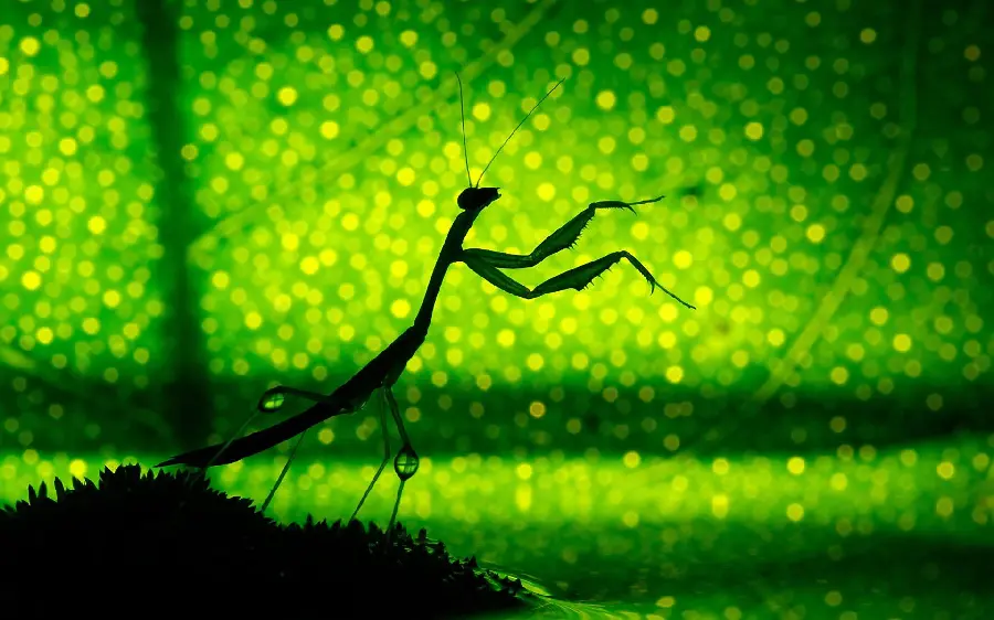 Artistic image of a praying mantis with a green glitter theme