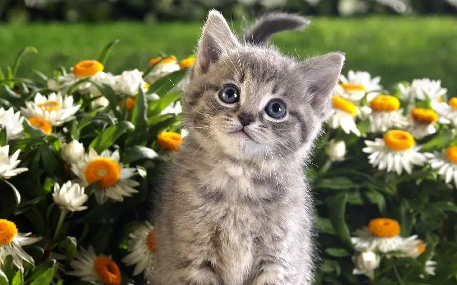 Full hd view of a cute gray cat in a spring flower field