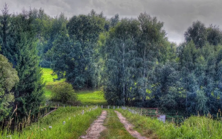 4K Wallpaper of Trees and Nature of the Czech Republic