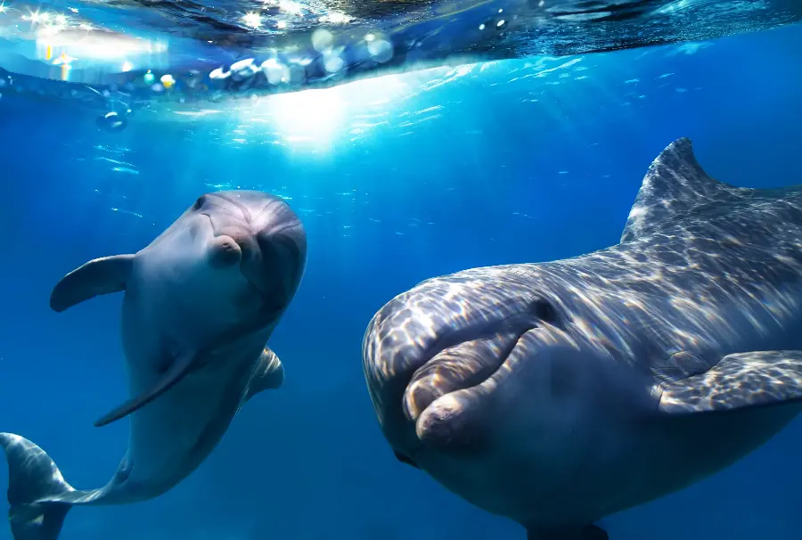 High-quality photo of beautiful dolphins swimming and playing